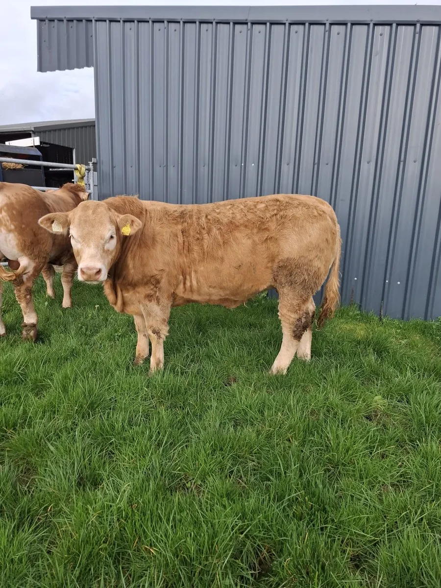 BREEDING Heifer Ennis mart- 16/03/2026 - Image 2