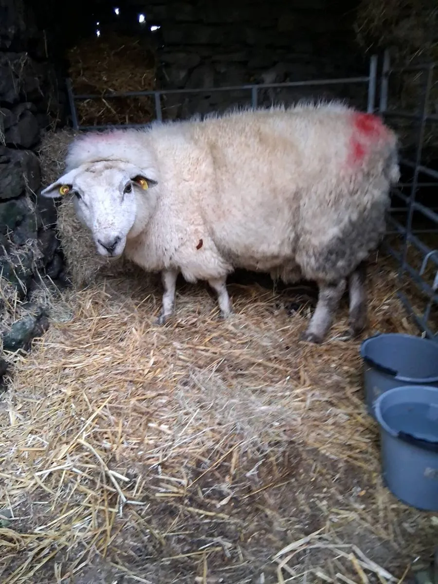 Foster ewe - Image 2