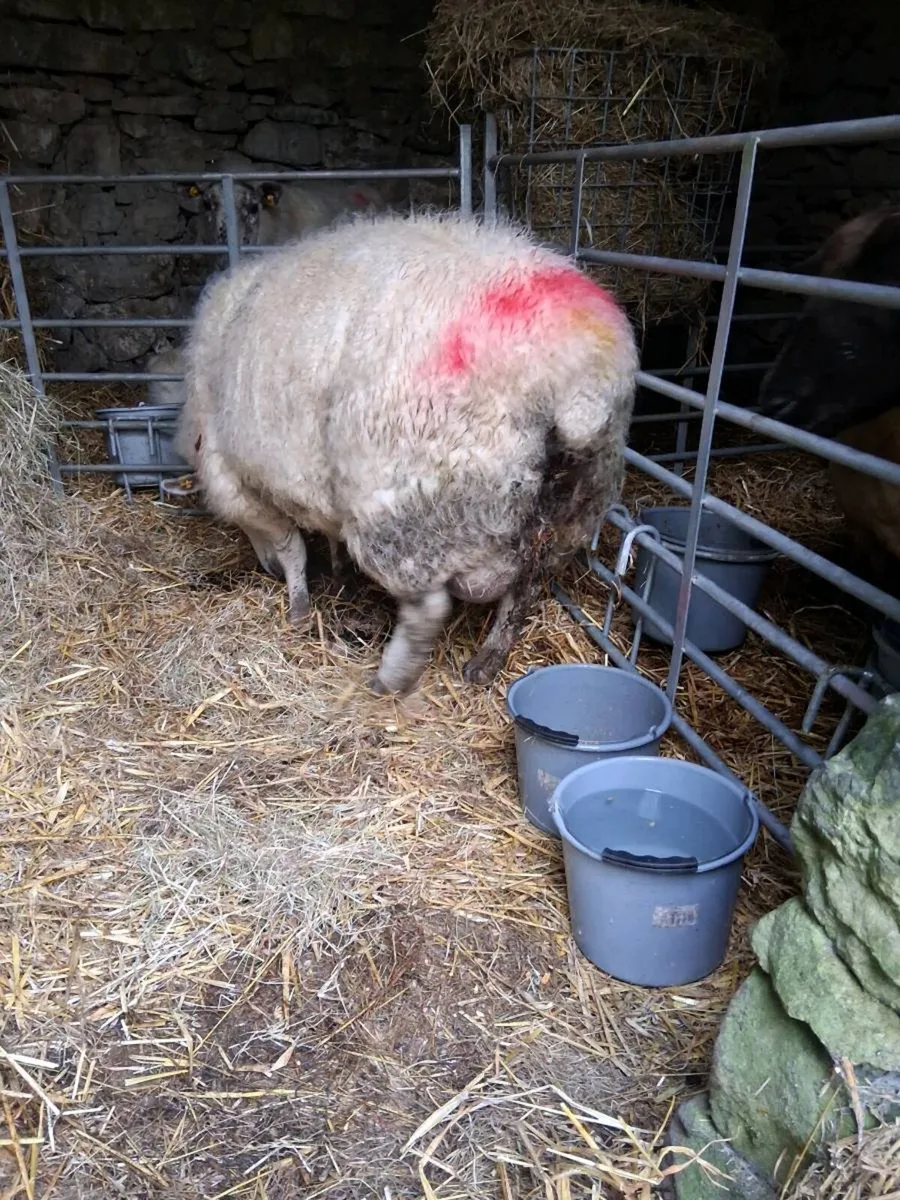 Foster ewe - Image 3