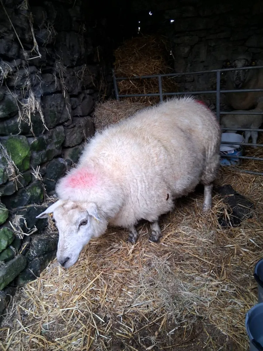 Foster ewe - Image 1