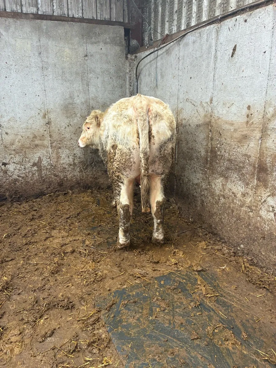 5 star PBR Charolais Bull - Image 2