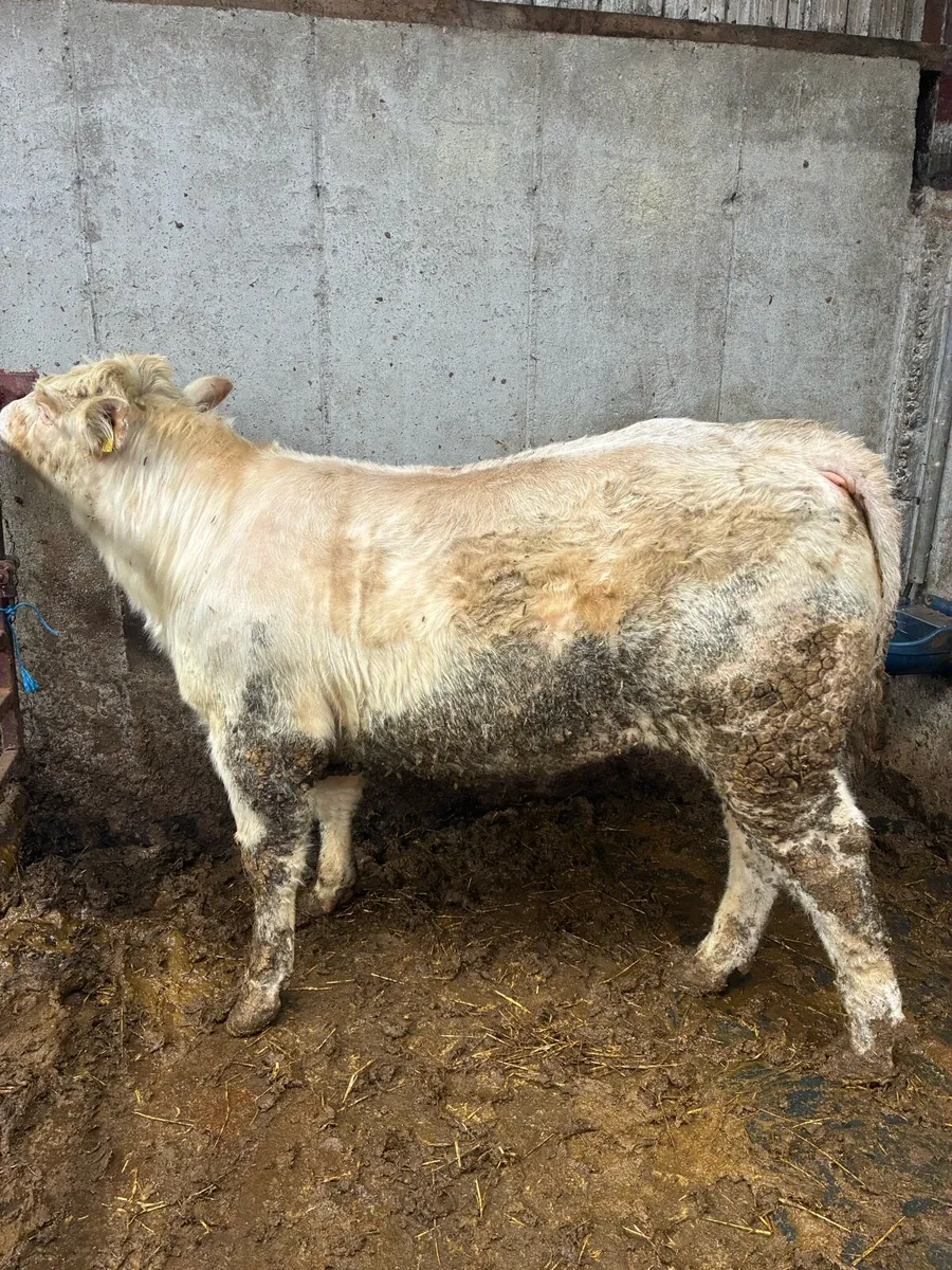 5 star PBR Charolais Bull - Image 3