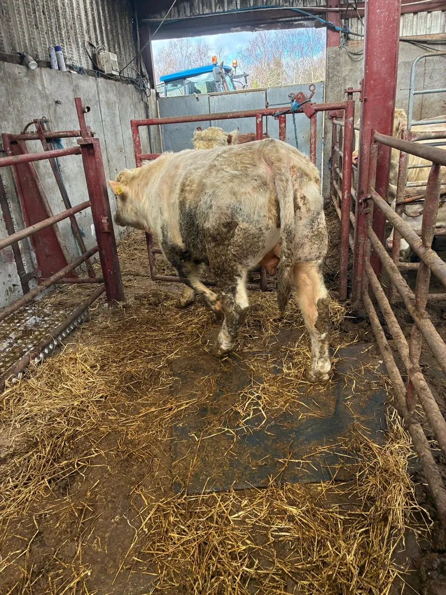 5 star PBR Charolais Bull - Image 4