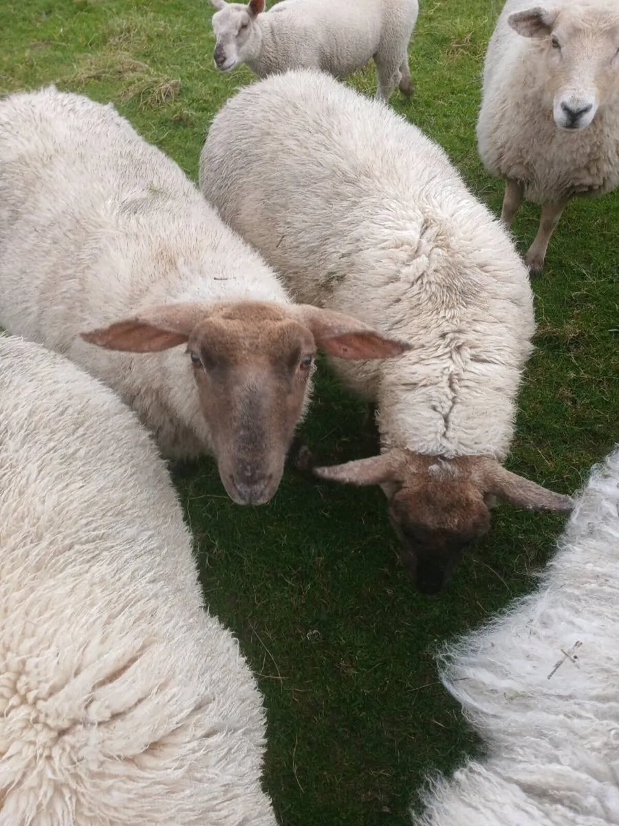 Suffolk x rouge  hoggets - Image 1