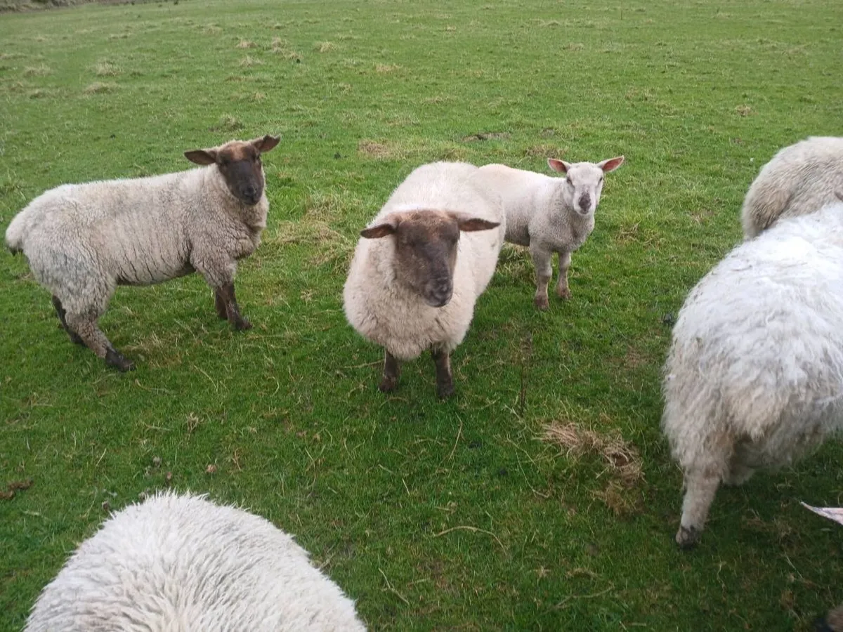 Suffolk x rouge  hoggets - Image 2