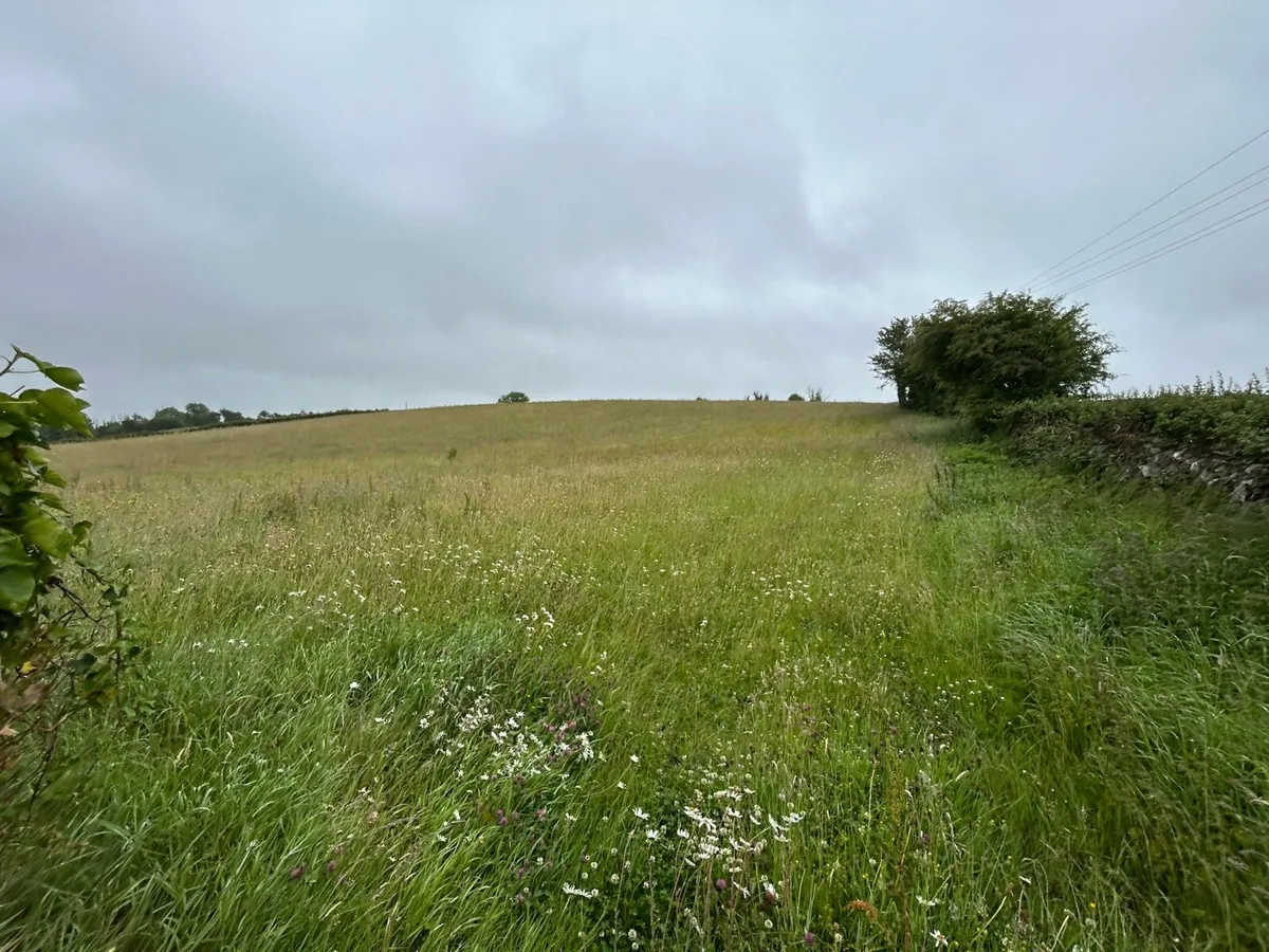 4 acre meadow   Grass - Image 3