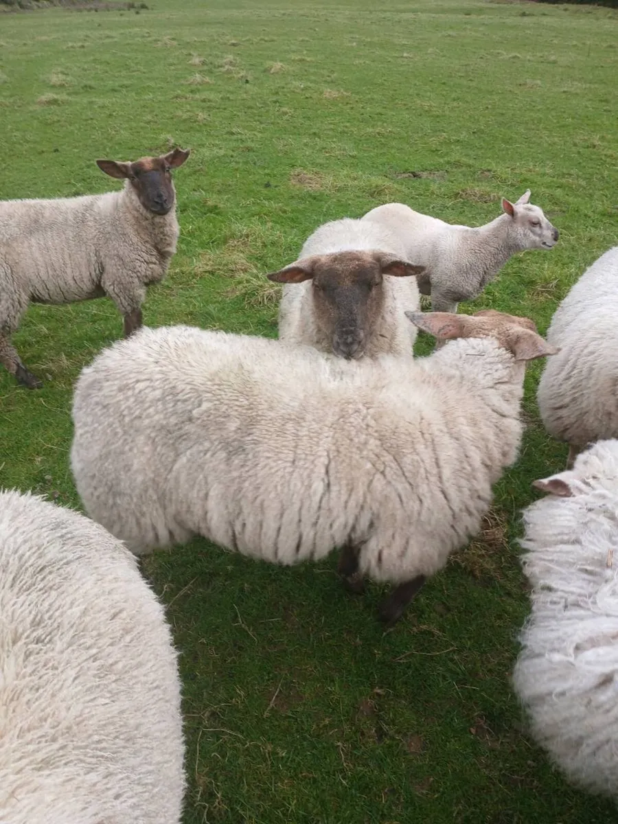 Suffolk x rouge  hoggets - Image 3