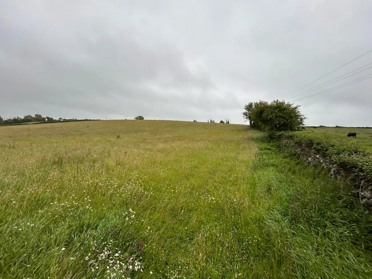 4 acre meadow   Grass - Image 2