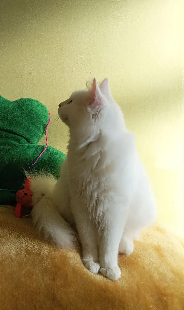 Turkish Van ♥️Kittens♥️ - Image 4