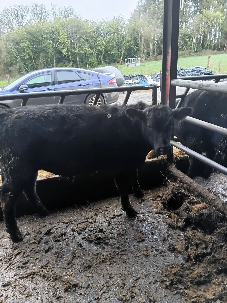 PBR Aberdeen Angus bulls - Image 3