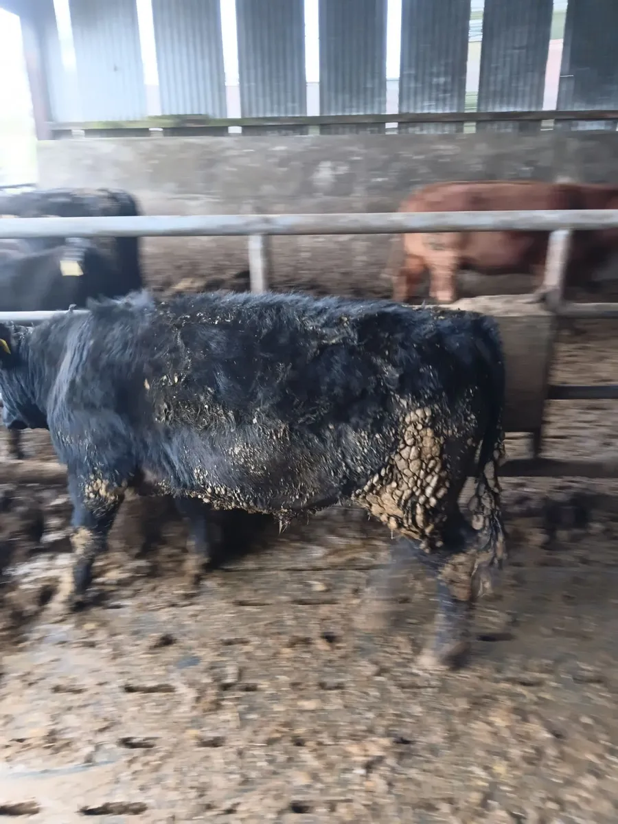 PBR Aberdeen Angus bulls - Image 4