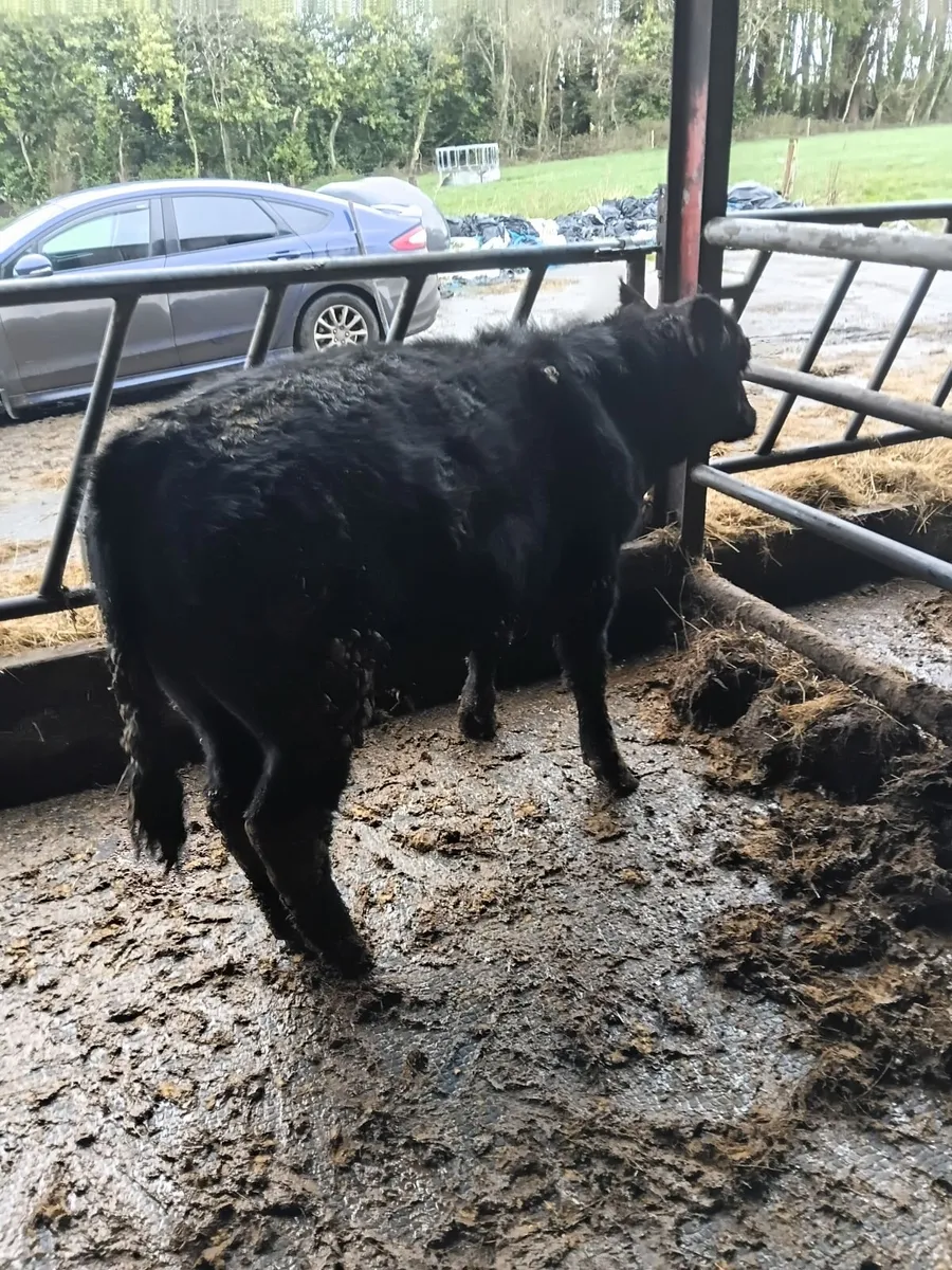 PBR Aberdeen Angus bulls - Image 1