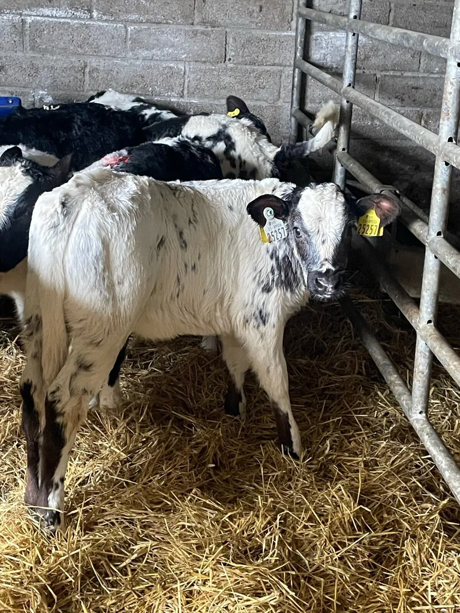 🔥16 super blue heifer calves🔥 - Image 2