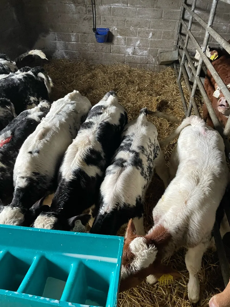 🔥16 super blue heifer calves🔥 - Image 3