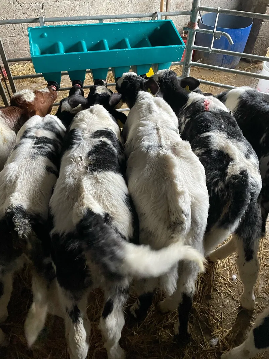 🔥16 super blue heifer calves🔥 - Image 4