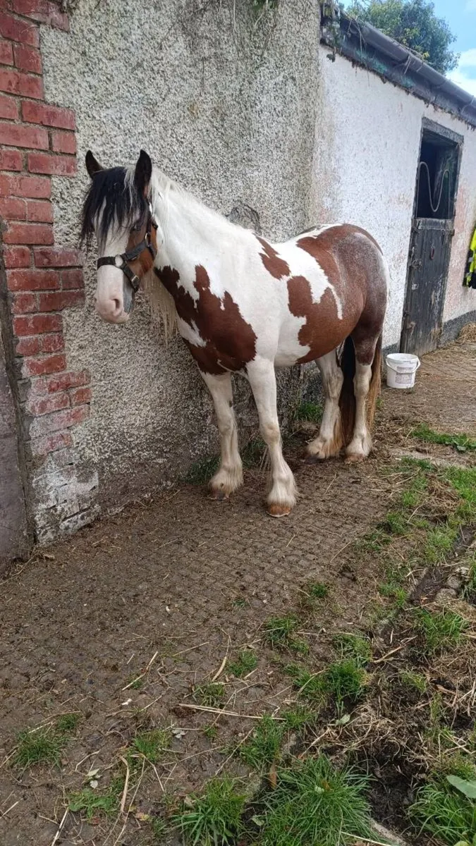 LUNA 3 Year Old Filly - Image 1