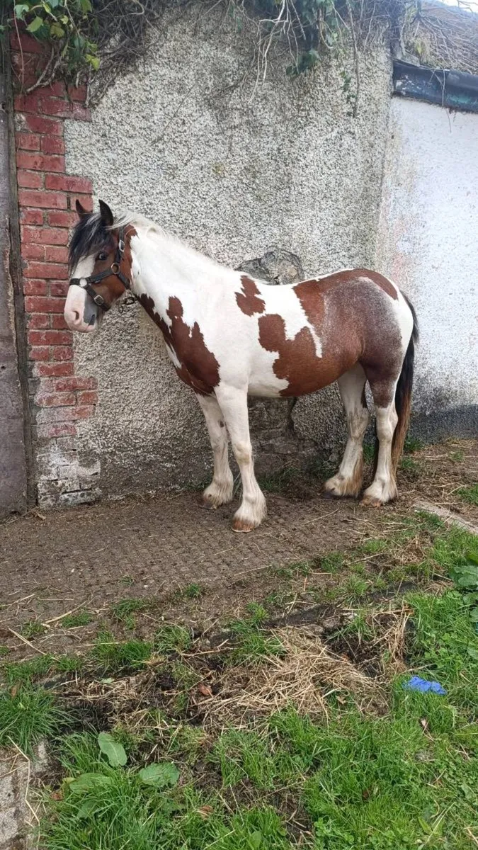 LUNA 3 Year Old Filly - Image 2