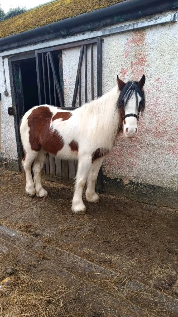 LUNA 3 Year Old Filly - Image 3