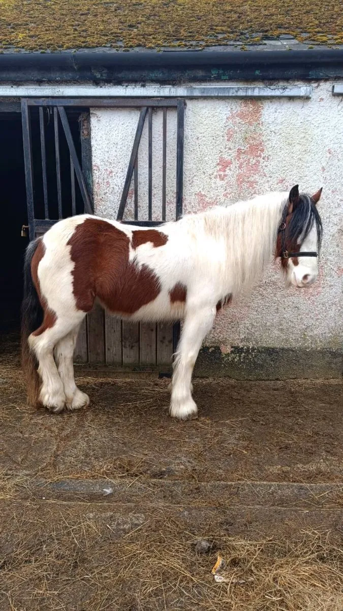 LUNA 3 Year Old Filly - Image 4