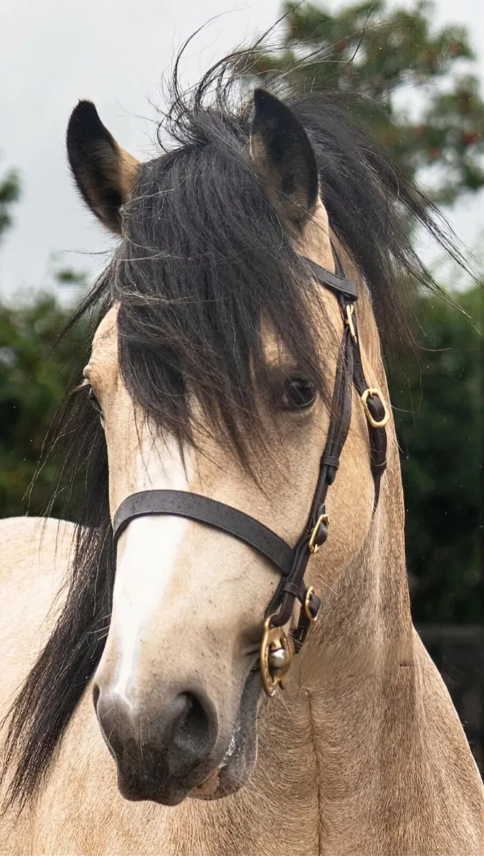 Standing at stud - Image 2