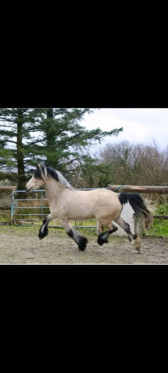 Standing at stud - Image 3