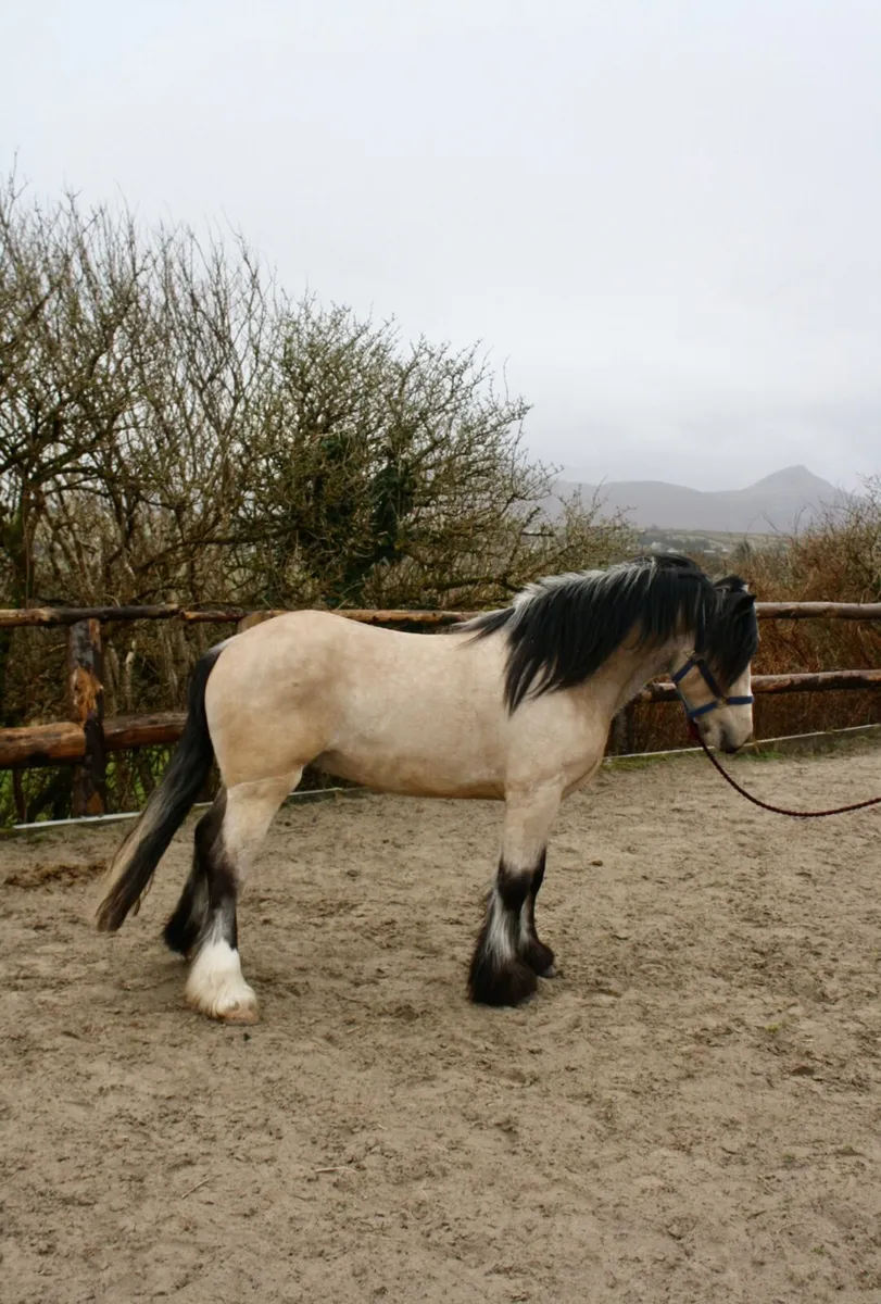 Standing at stud - Image 4