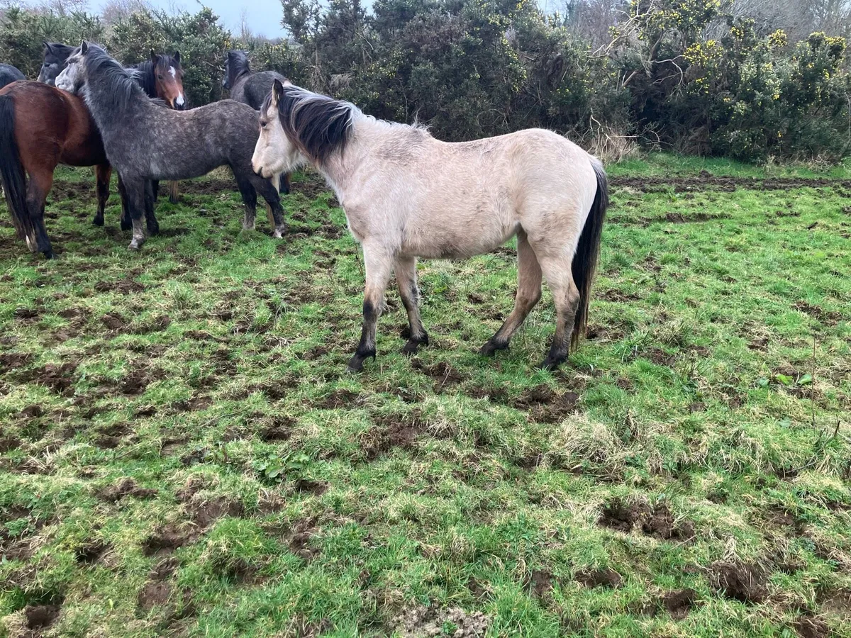 Selection of Ponies for Sale - Image 4