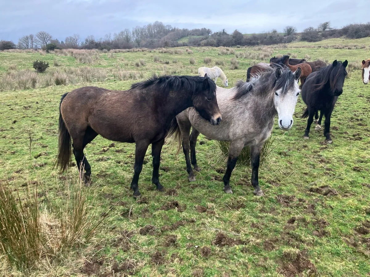 Selection of Ponies for Sale - Image 2