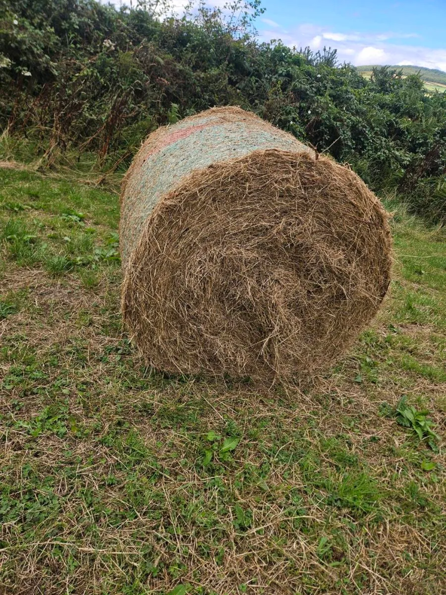 Barley straw and hay - Image 4