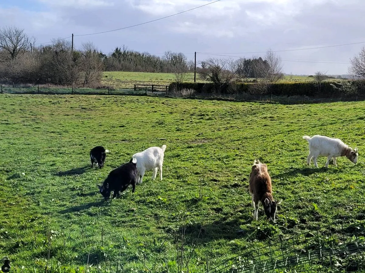 Pet Goats - Image 3