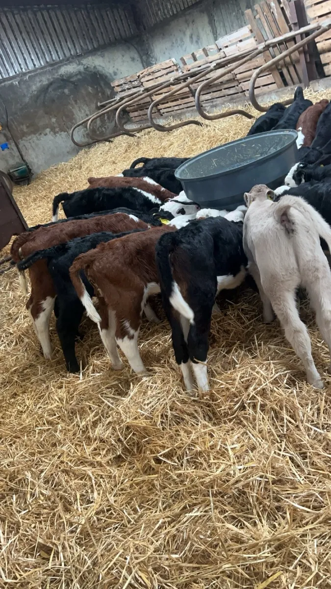 40 Hereford AA & Charlaois - Image 1