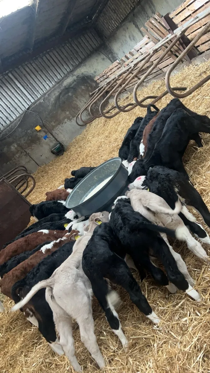 40 Hereford AA & Charlaois - Image 2