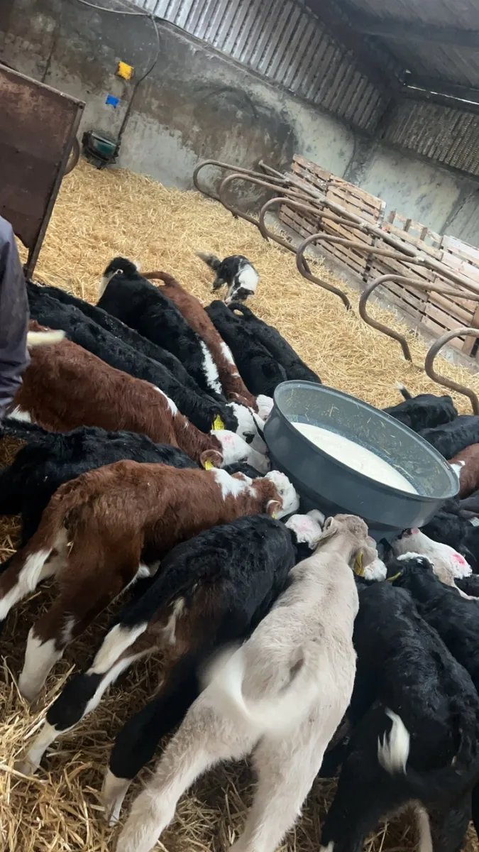 40 Hereford AA & Charlaois - Image 3