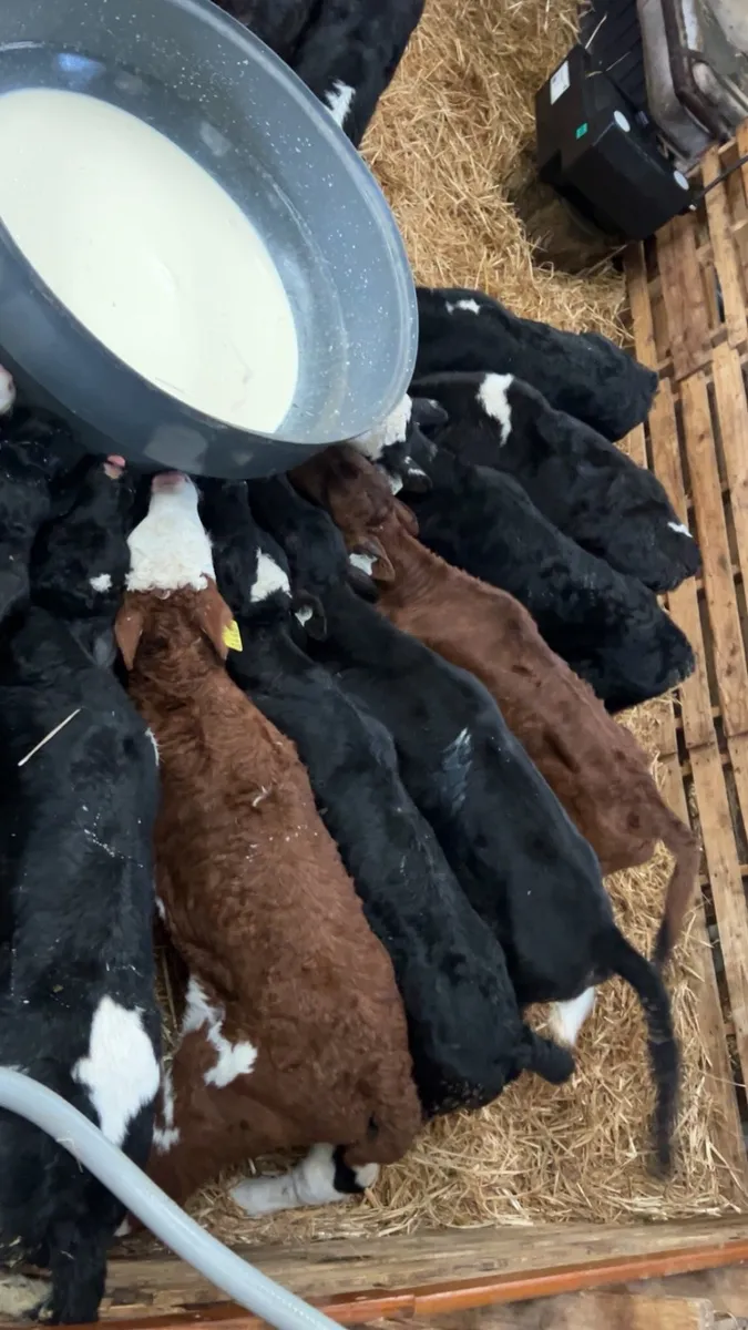 40 Hereford AA & Charlaois - Image 4