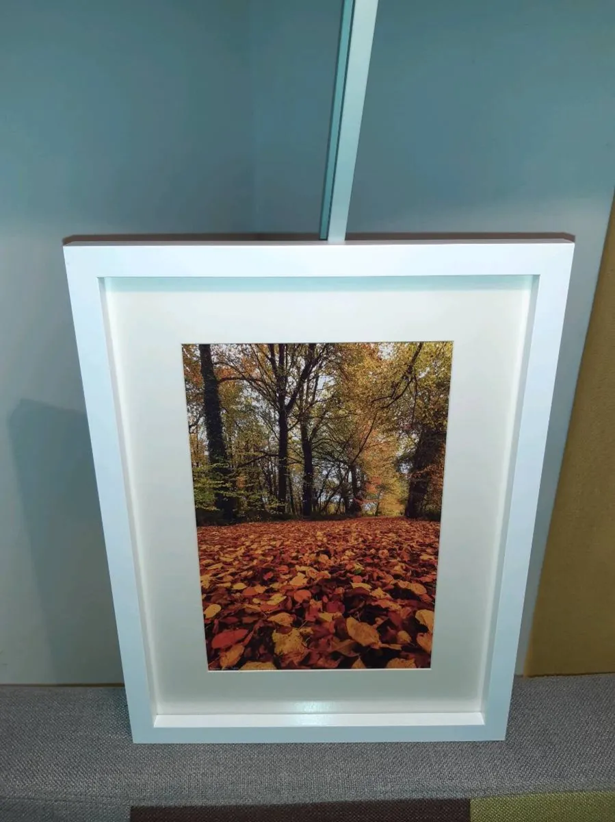 Ballyannan Woods - Image 2