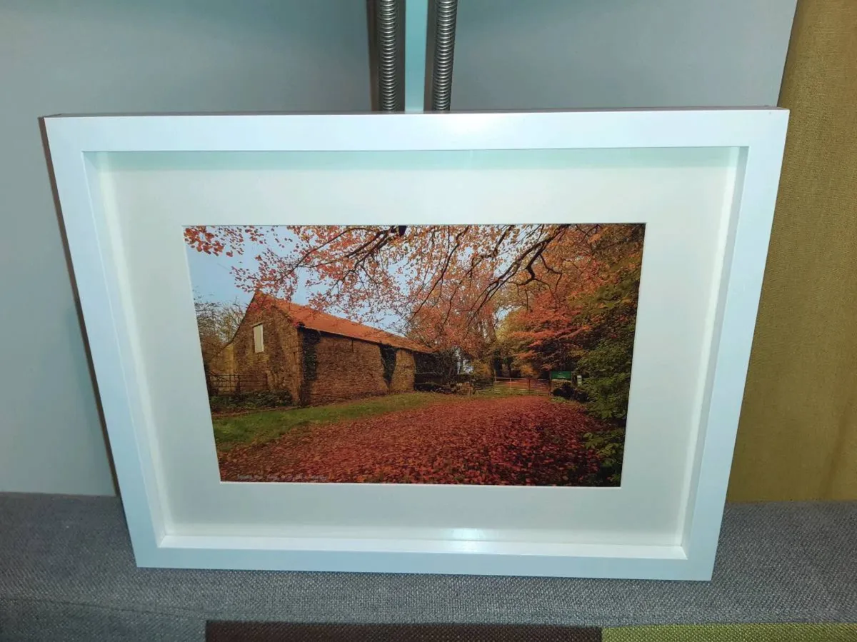 Ballyannan Woods - Image 1