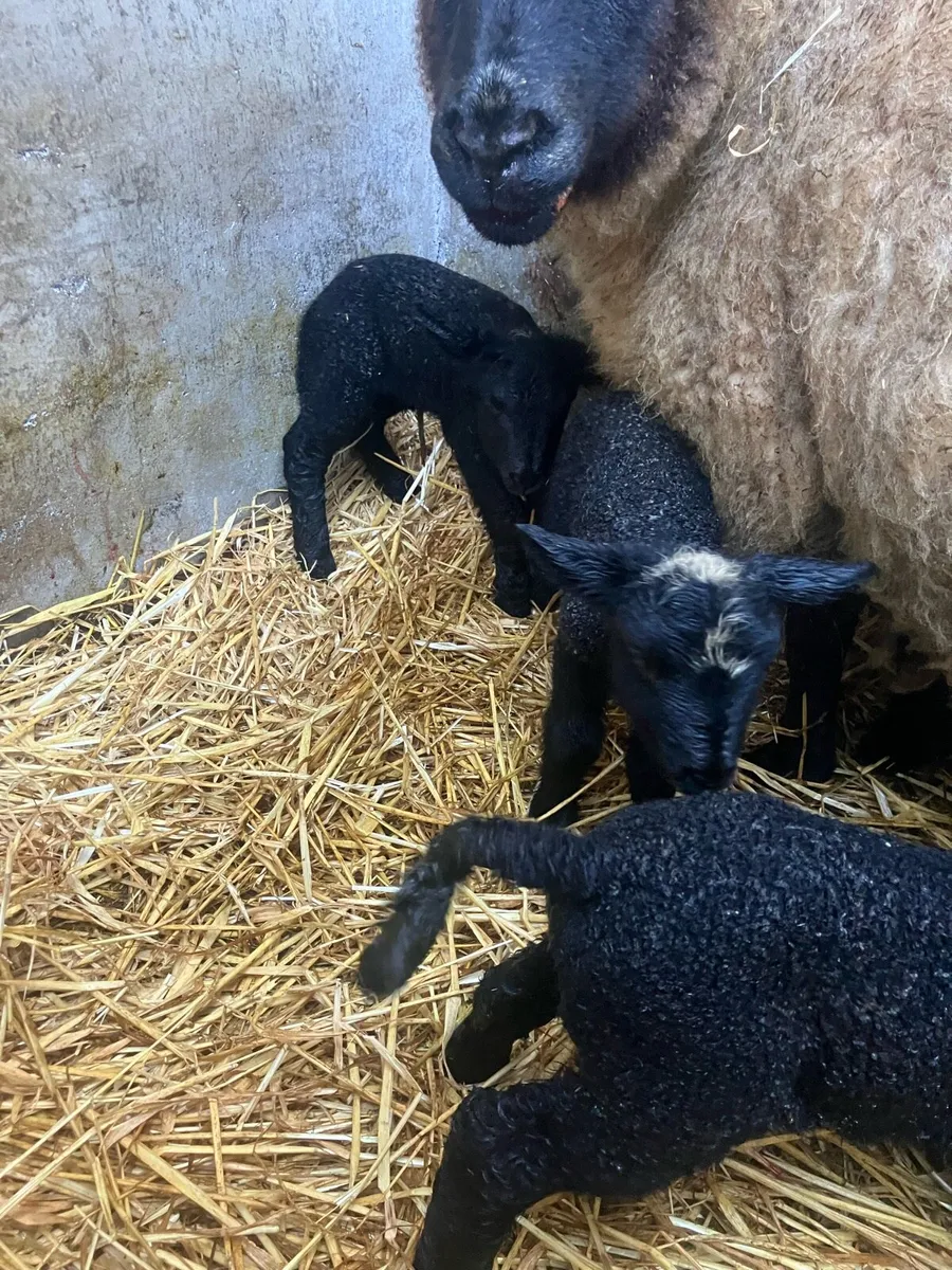 Pet lambs - Image 1