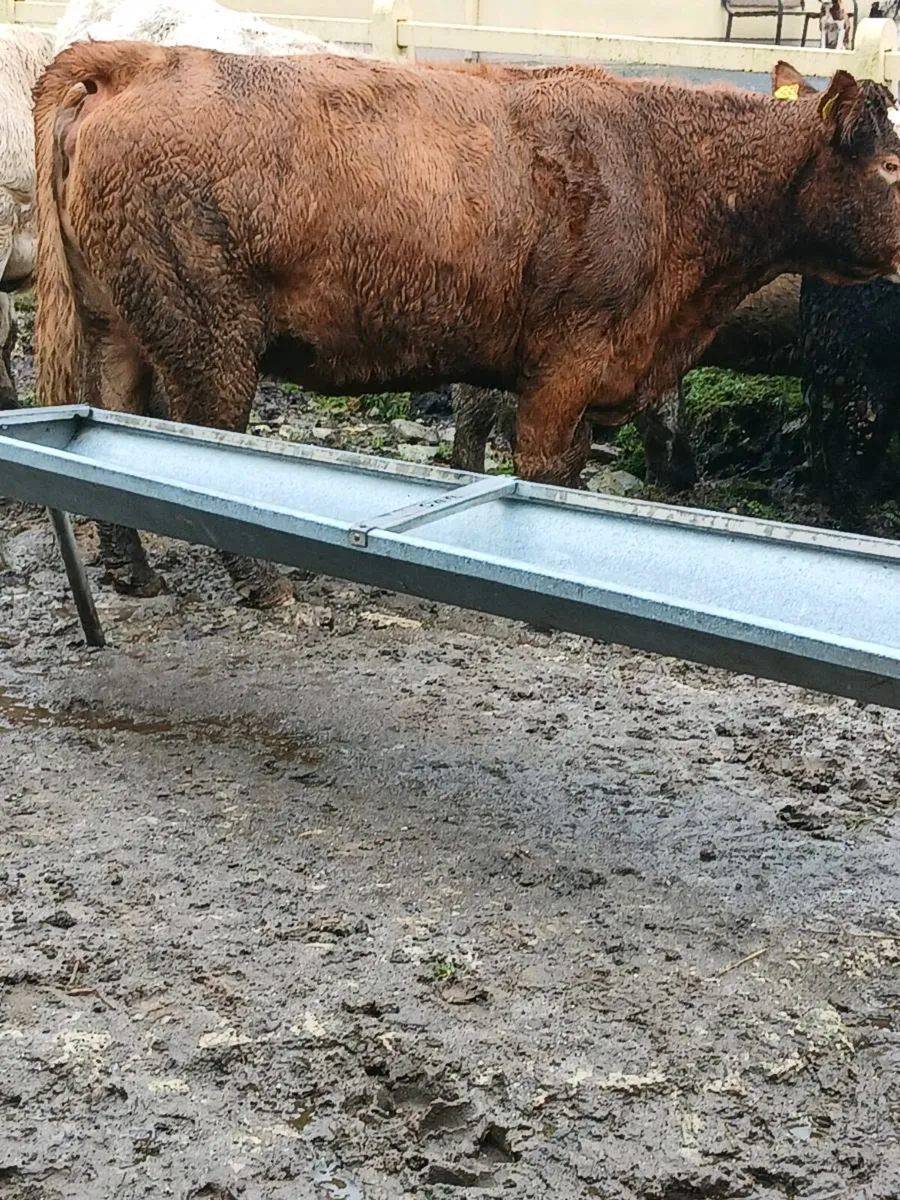 AGED DRY COWS - Image 1