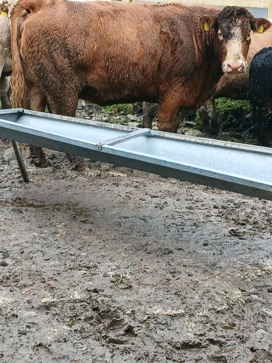 AGED DRY COWS - Image 3