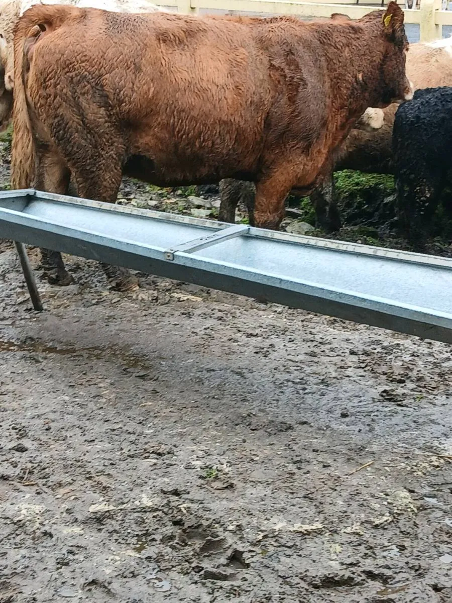 AGED DRY COWS - Image 2