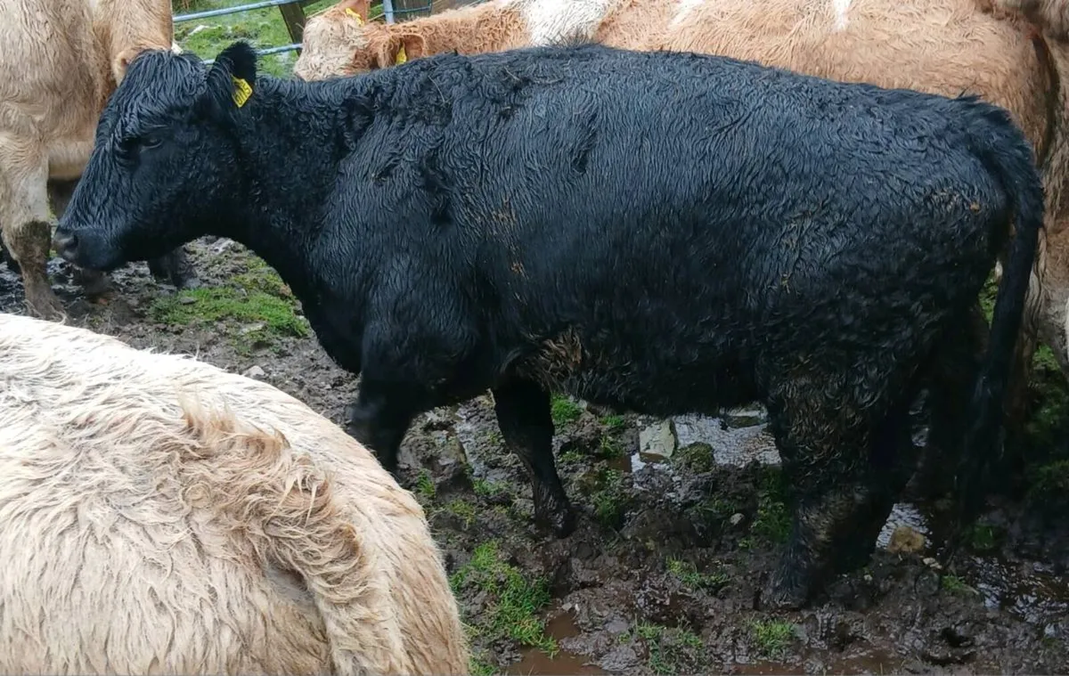 AGED DRY COWS - Image 4