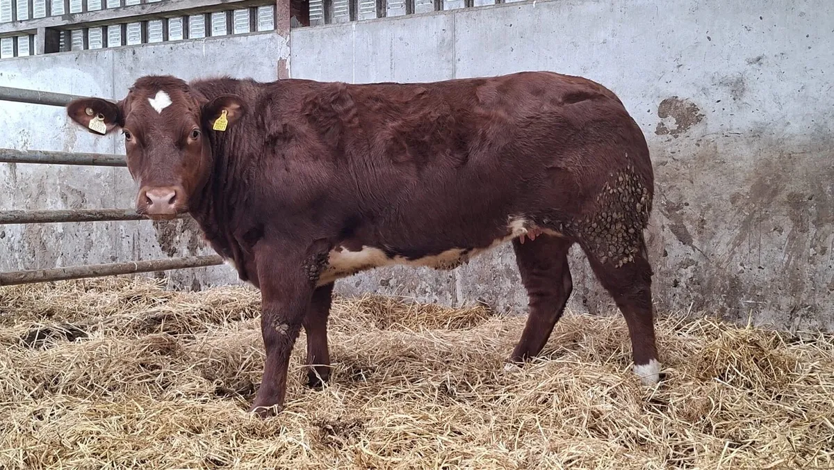 Super Breeding Heifer - Image 1