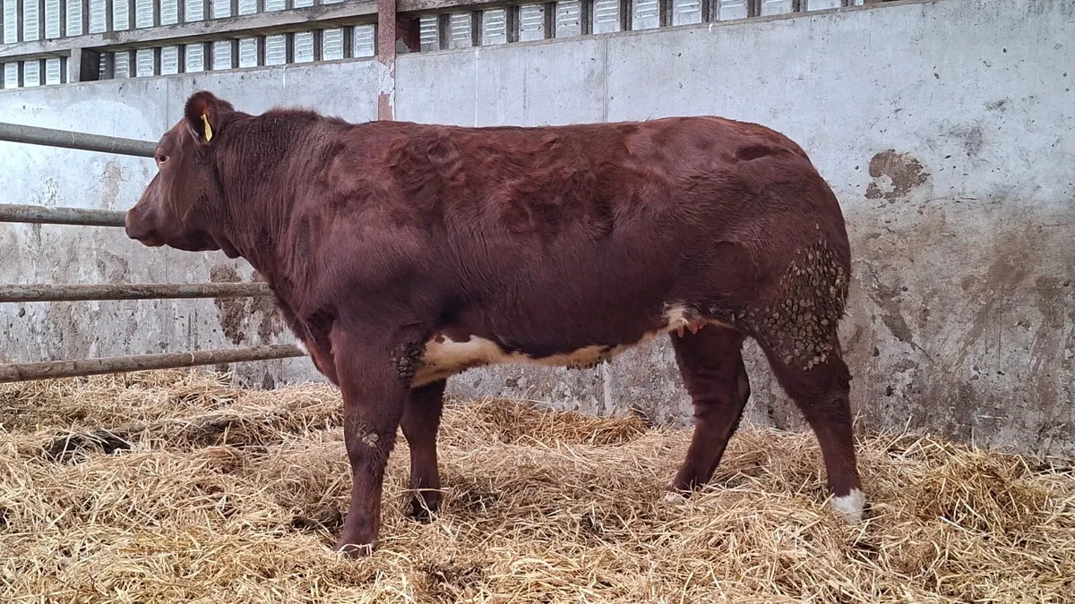 Super Breeding Heifer - Image 2