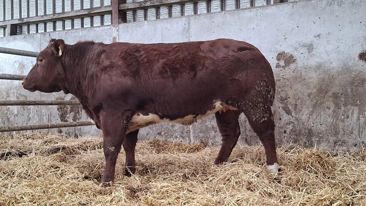Super Breeding Heifer - Image 4