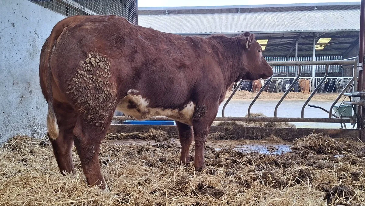 Super Breeding Heifer - Image 3