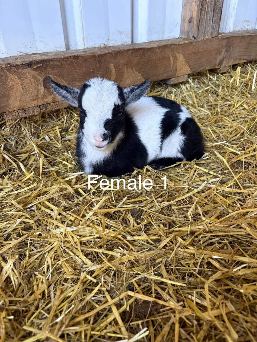 Pygmy kids - Image 1