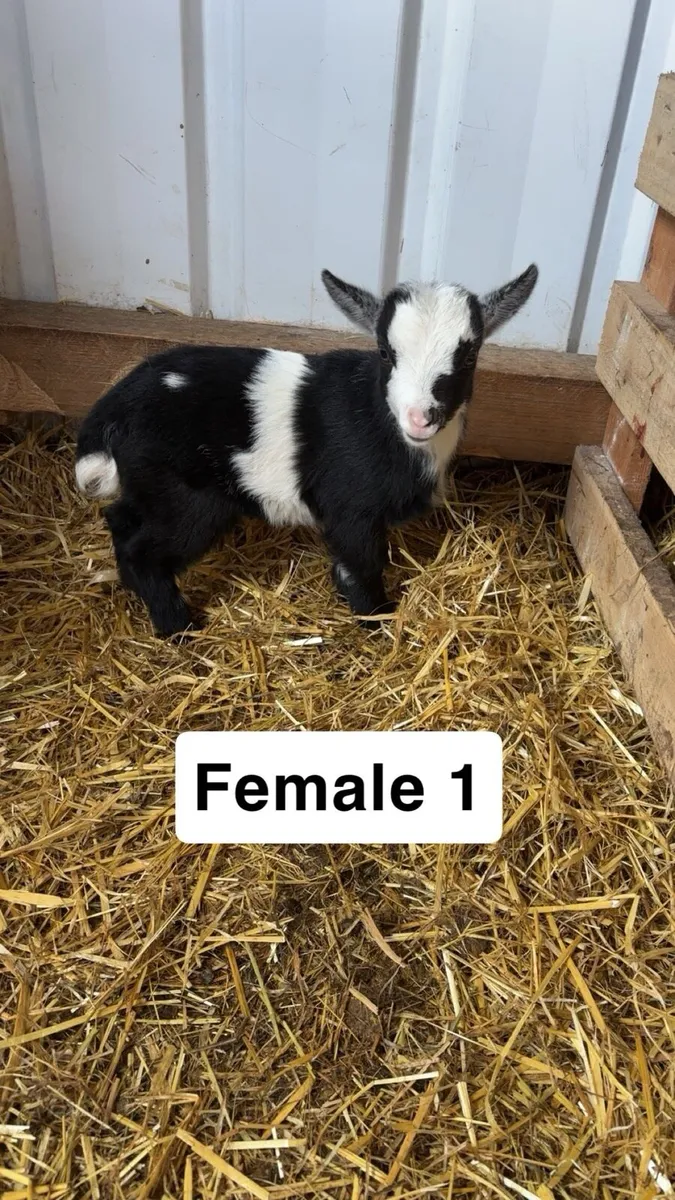 Pygmy kids - Image 2