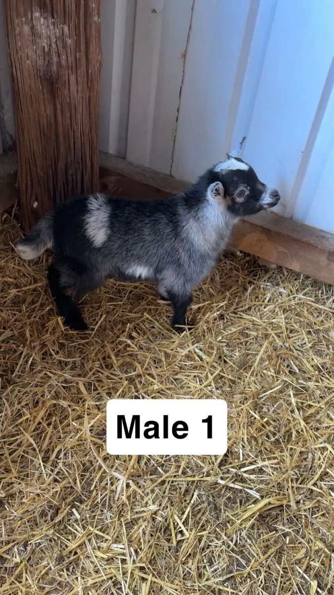 Pygmy kids - Image 4