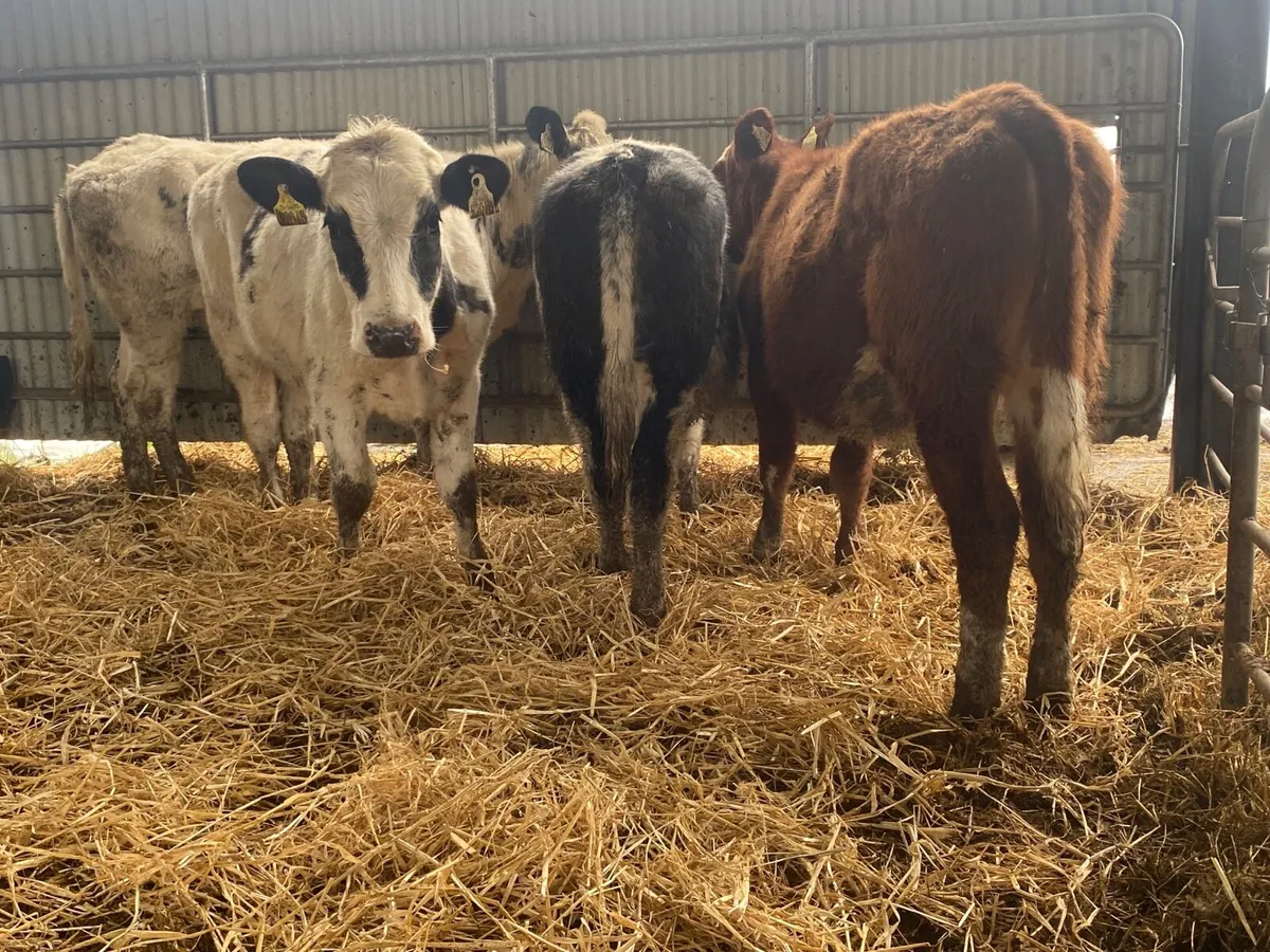 4 Super Weanling Heifers - Image 2