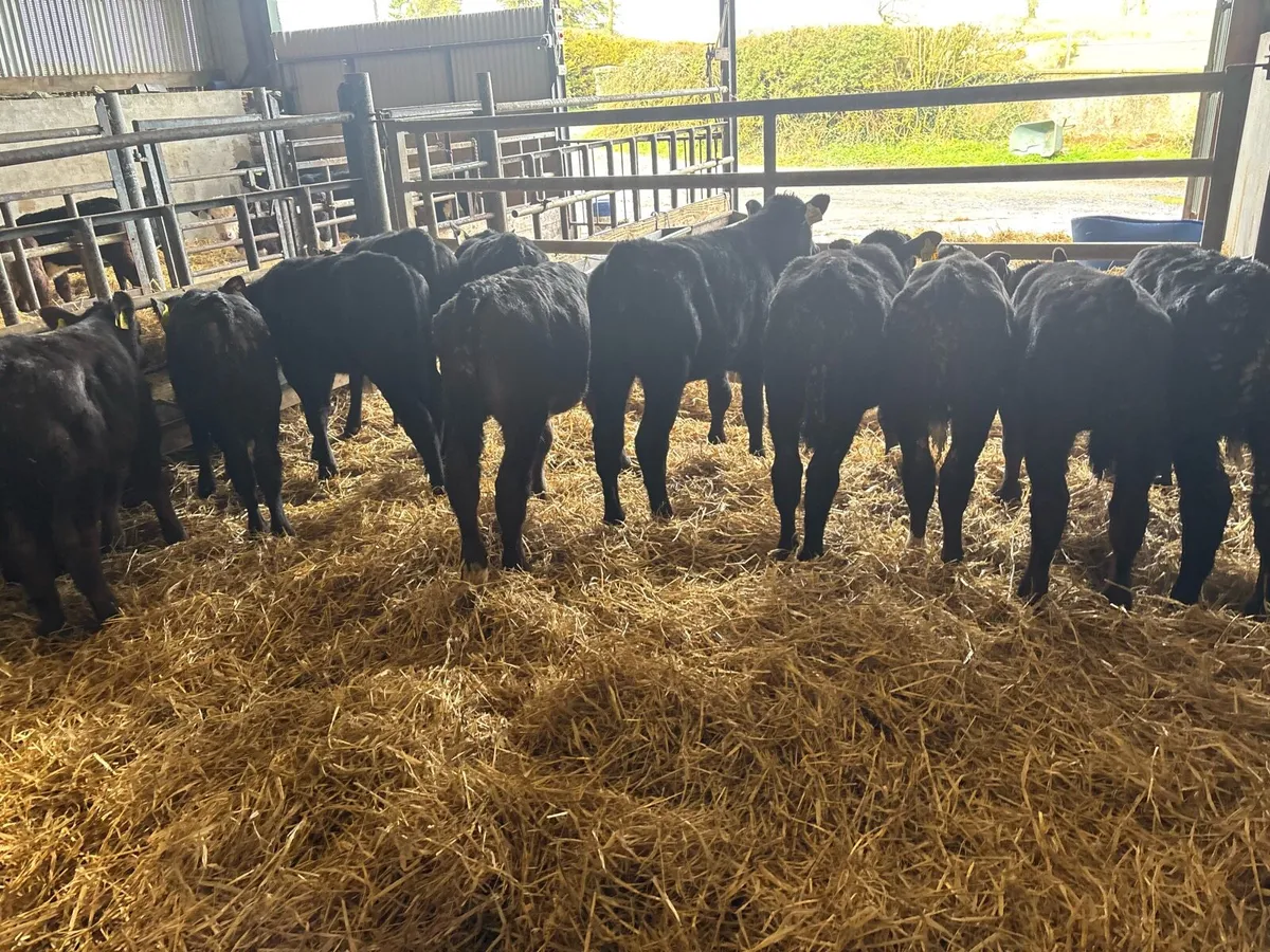 12 super reared Angus bulls - Image 3